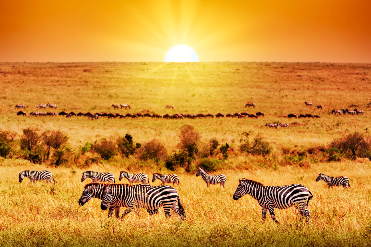Tanzania (1)