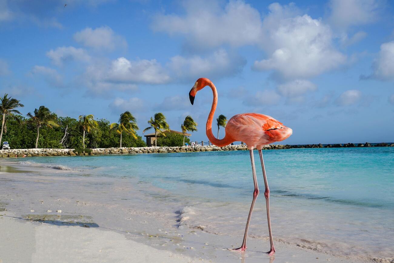 animal-until-z-package-flamingo