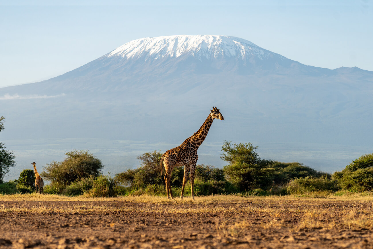 giraffe-acacia-trees-with-mount-kilimanjaro-background-beautiful-african-landscape-with-savannah-animals-mountains (2)