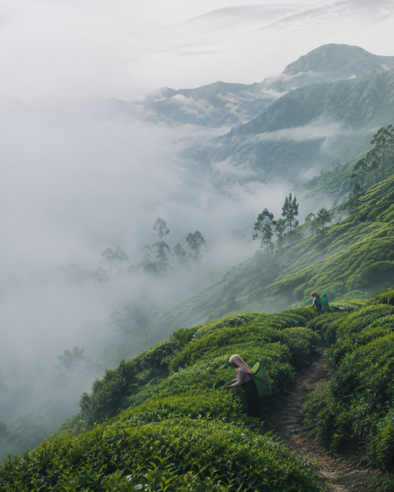 03_nuwara_eliya_campos_de_cha